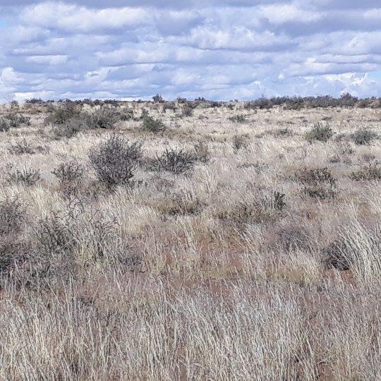 0 Bedroom Property for Sale in Brandvlei Northern Cape